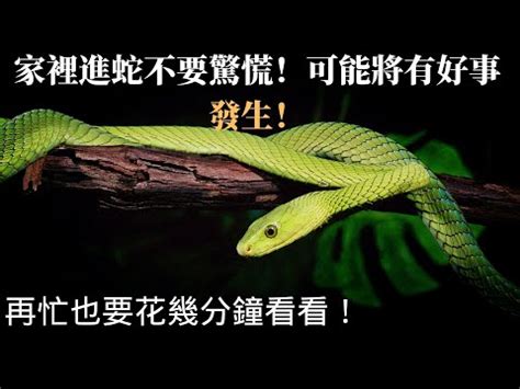 家裡出現蛇代表什麼|為何家中見蛇？風水師揭秘原因